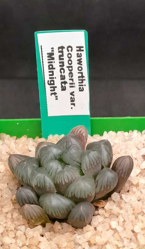 Rare!!!! Haworthia cooperi Var. truncata Cv. midnight-Free Gift with any Order)