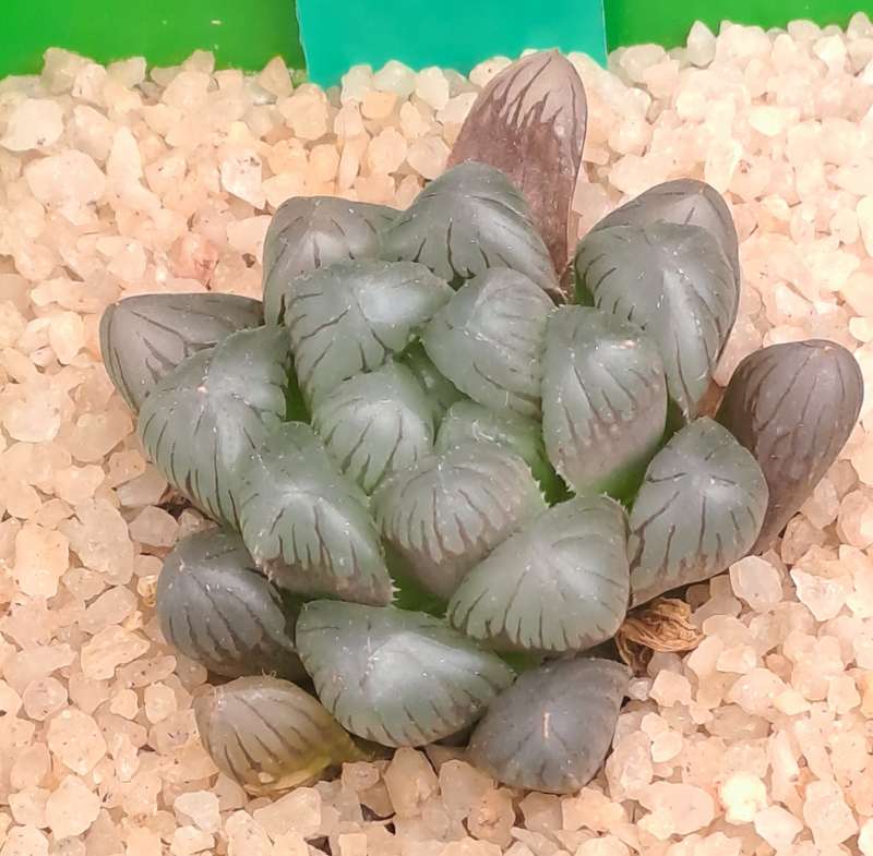 Rare!!!! Haworthia cooperi Var. truncata Cv. midnight-Free Gift with any Order)