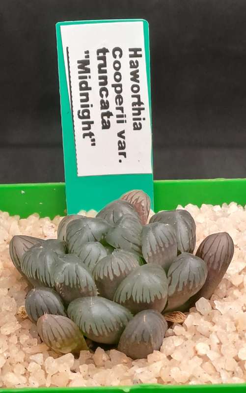 Rare!!!! Haworthia cooperi Var. truncata Cv. midnight-Free Gift with any Order)