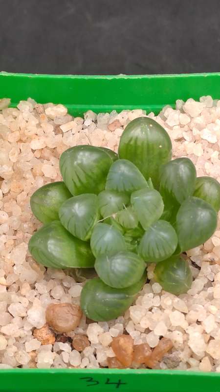 Haworthia Cooperi var. Truncata-Free Gift with any Order)