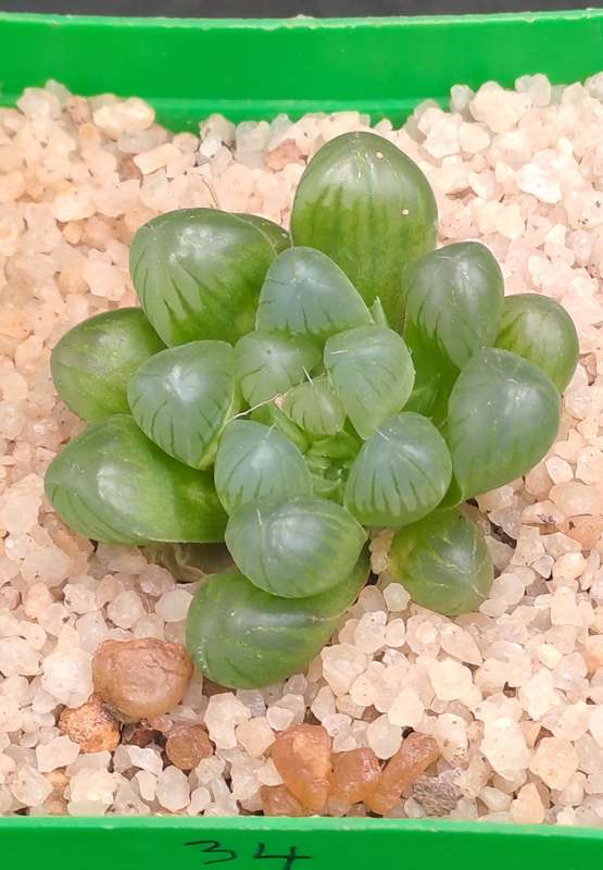 Haworthia Cooperi var. Truncata-Free Gift with any Order)