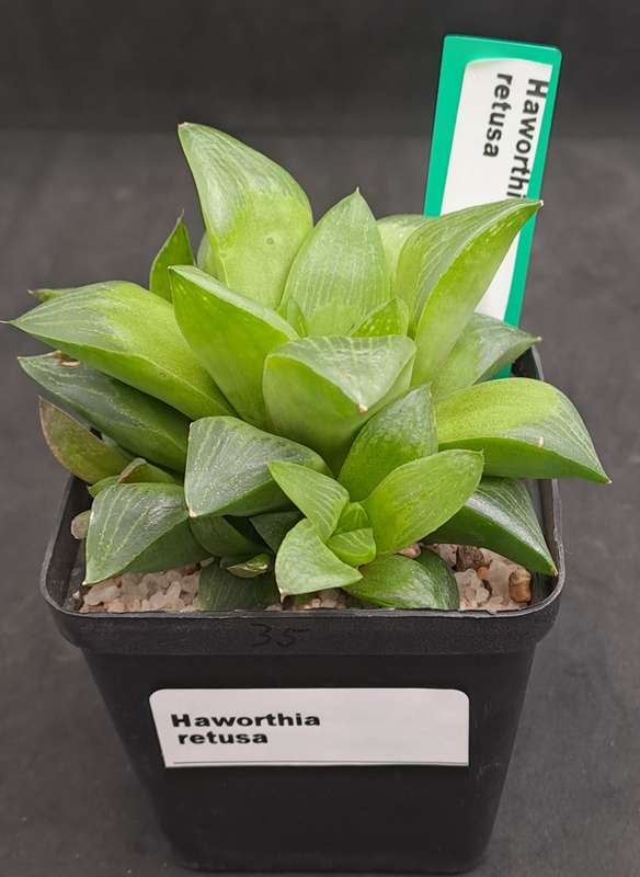 Haworthia Retusa with Pups-Free Gift with any Order)