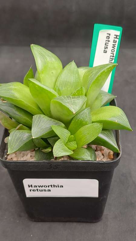 Haworthia Retusa with Pups-Free Gift with any Order)