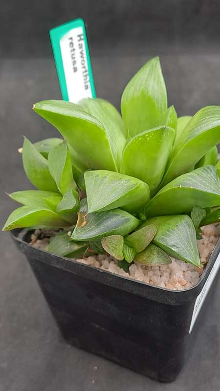 Haworthia Retusa with Pups-Free Gift with any Order)