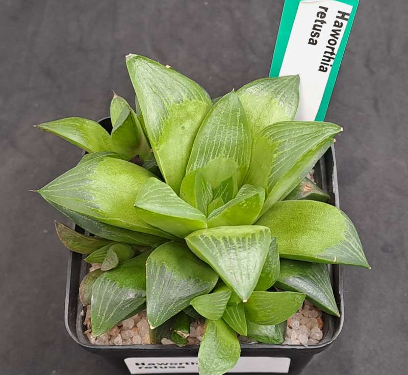 Haworthia Retusa with Pups-Free Gift with any Order)