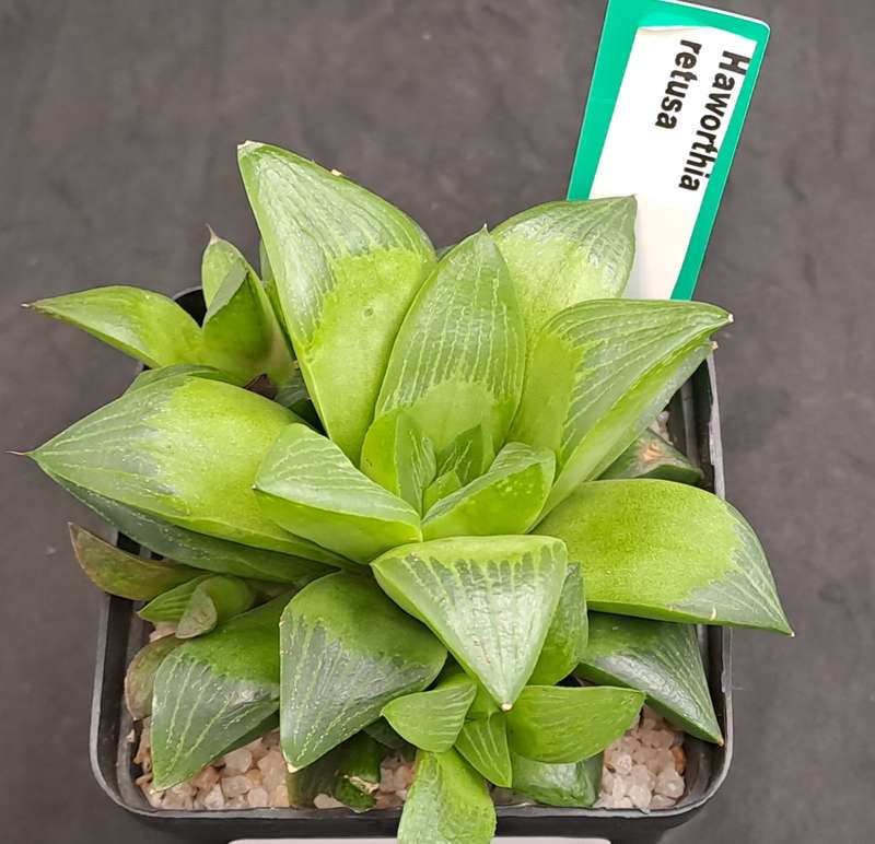 Haworthia Retusa with Pups-Free Gift with any Order)
