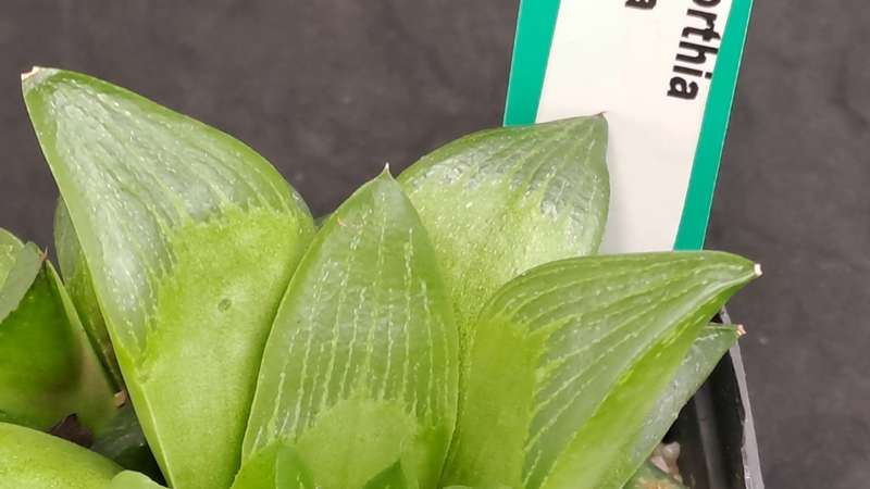 Haworthia Retusa with Pups-Free Gift with any Order)