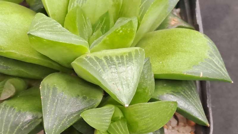 Haworthia Retusa with Pups-Free Gift with any Order)
