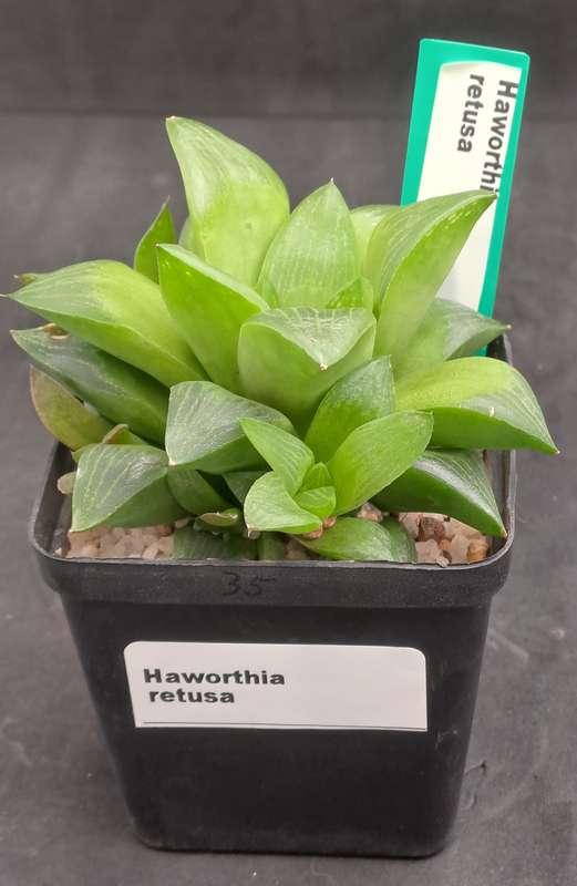 Haworthia Retusa with Pups-Free Gift with any Order)