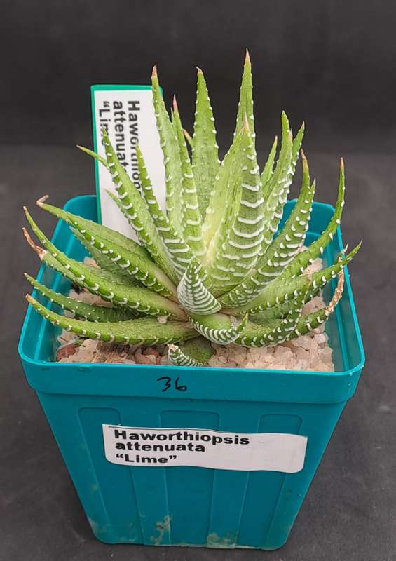 Haworthiopsis attenuata "Lime Zebra Plant "-Free Gift with any Order)