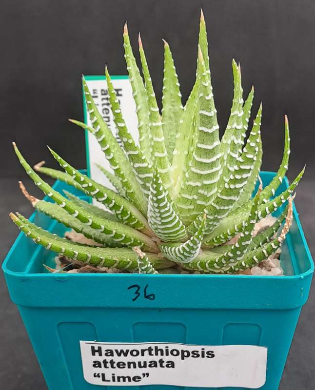 Haworthiopsis attenuata "Lime Zebra Plant "-Free Gift with any Order)