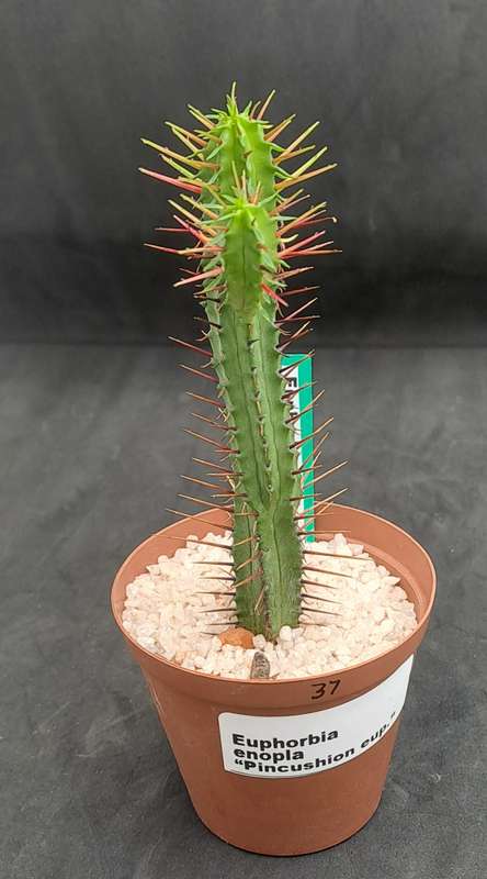Euphorbia Enopla -Pin Cushion Euphorbia-Free Gift with any Order)