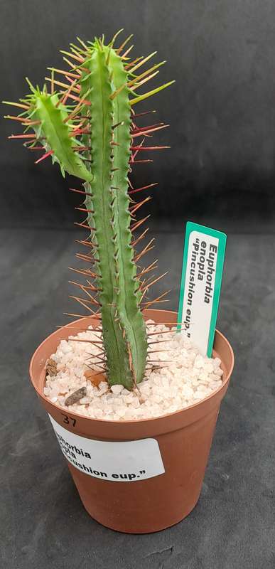 Euphorbia Enopla -Pin Cushion Euphorbia-Free Gift with any Order)