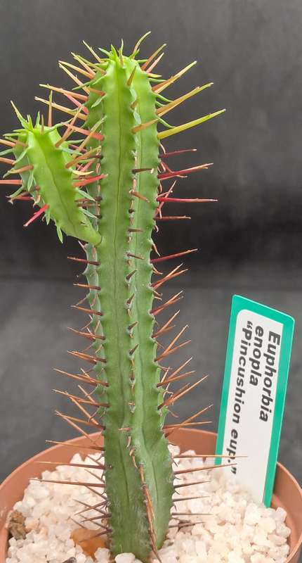 Euphorbia Enopla -Pin Cushion Euphorbia-Free Gift with any Order)