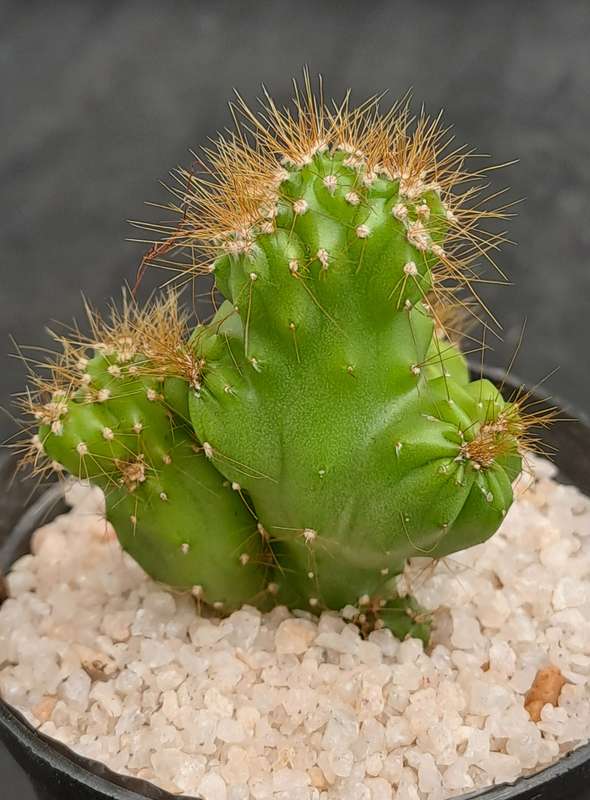 Cereus repandus f monstrosus (Pevurian apple cactus)-Free Gift with any Order)