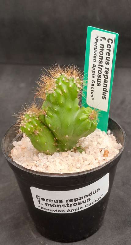 Cereus repandus f monstrosus (Pevurian apple cactus)-Free Gift with any Order)