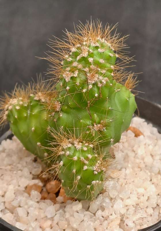Cereus repandus f monstrosus (Pevurian apple cactus)-Free Gift with any Order)