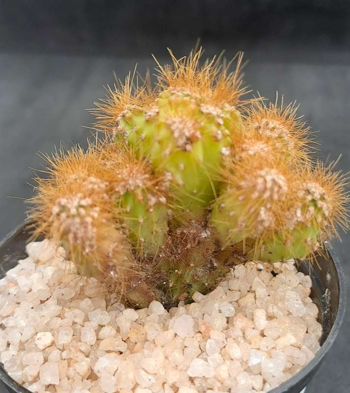 Cereus repandus f monstrosus (Pevurian apple cactus)-Free Gift with any Order)