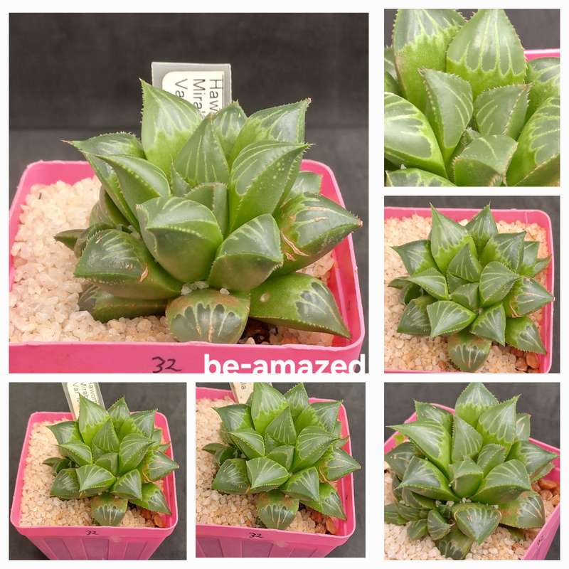 Haworthia mirabilis var. mendula with pup-Free Gift with any Order)