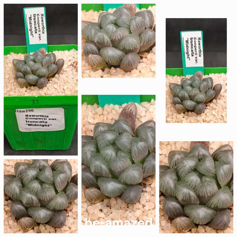 Rare!!!! Haworthia cooperi Var. truncata Cv. midnight-Free Gift with any Order)