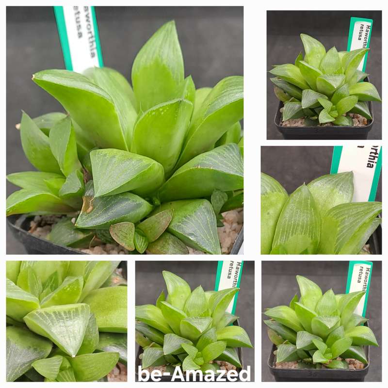 Haworthia Retusa with Pups-Free Gift with any Order)
