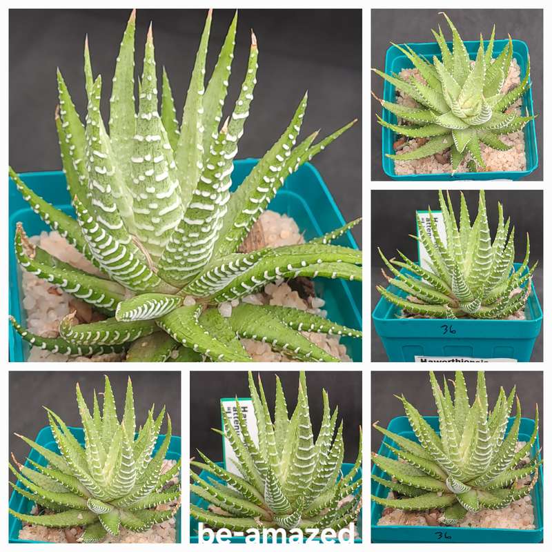 Haworthiopsis attenuata "Lime Zebra Plant "-Free Gift with any Order)