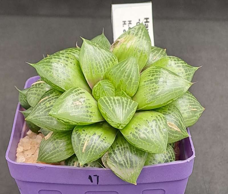 Rare!!!  Haworthia Obesa Hybrid (h.obtusa x h.comptoniana) with pup-Free Gift with any order