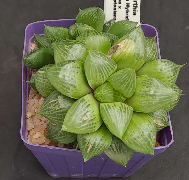 Rare!!!  Haworthia Obesa Hybrid (h.obtusa x h.comptoniana) with pup-Free Gift with any order