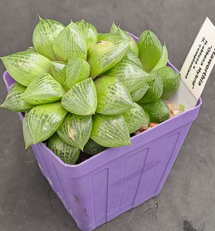 Rare!!!  Haworthia Obesa Hybrid (h.obtusa x h.comptoniana) with pup-Free Gift with any order