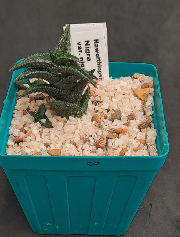 Rare Haworthiopsis Nigra Var. Nigra - Free Gift Included