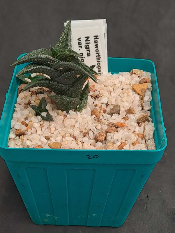 Rare Haworthiopsis Nigra Var. Nigra - Free Gift Included