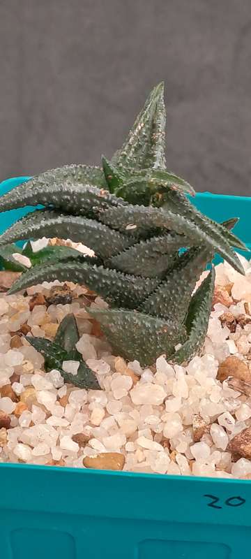 Rare Haworthiopsis Nigra Var. Nigra - Free Gift Included