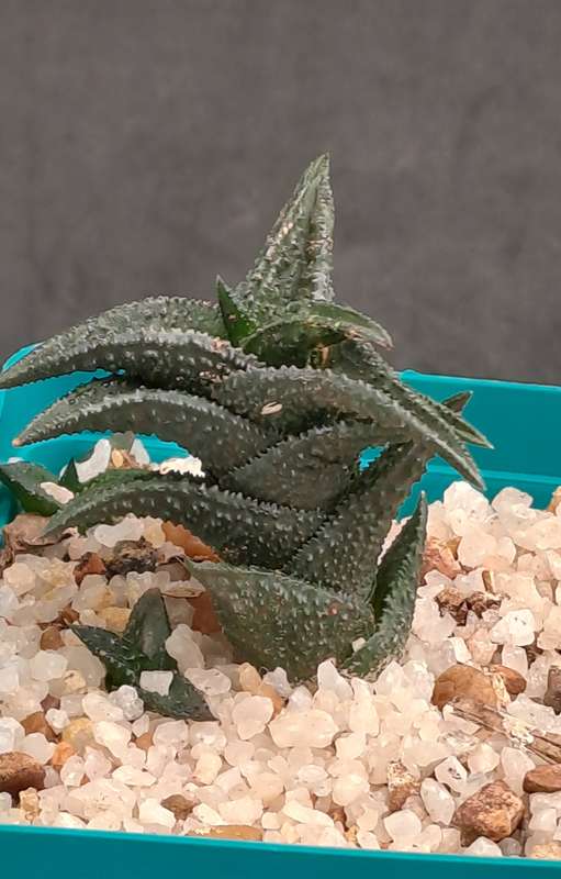 Rare Haworthiopsis Nigra Var. Nigra - Free Gift Included