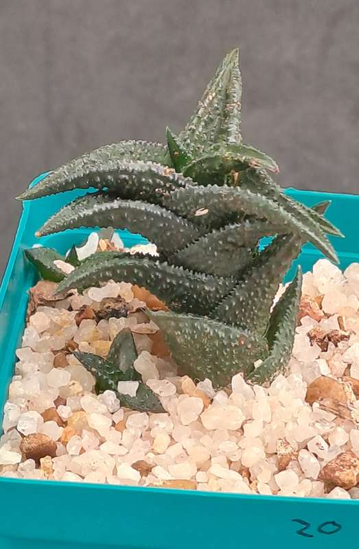 Rare Haworthiopsis Nigra Var. Nigra - Free Gift Included