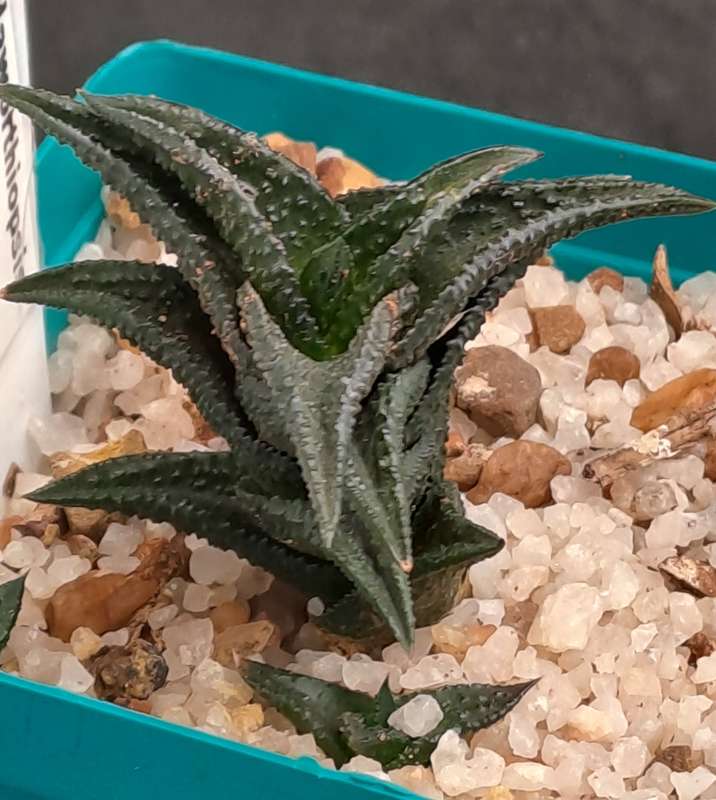 Rare Haworthiopsis Nigra Var. Nigra - Free Gift Included