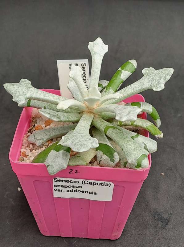 Senecio (Caputia) Scaposus Var. Addoensis - Free Gift Included