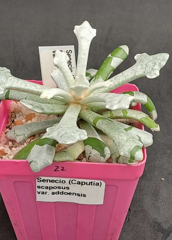 Senecio (Caputia) Scaposus Var. Addoensis - Free Gift Included