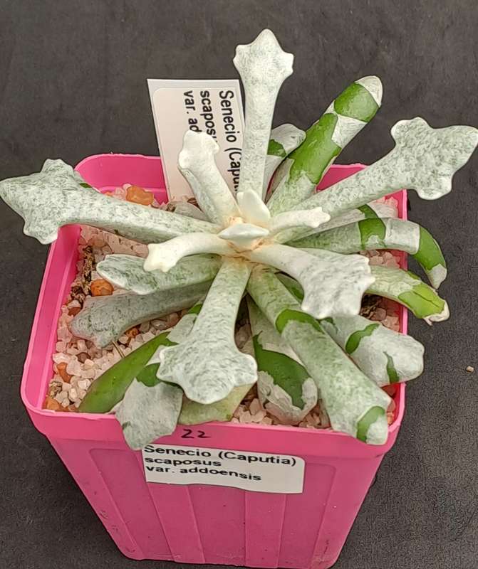 Senecio (Caputia) Scaposus Var. Addoensis - Free Gift Included