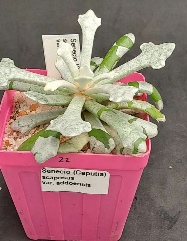 Senecio (Caputia) Scaposus Var. Addoensis - Free Gift Included