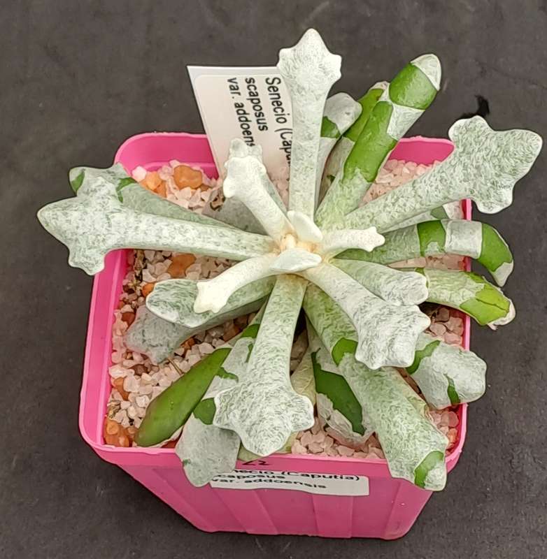 Senecio (Caputia) Scaposus Var. Addoensis - Free Gift Included