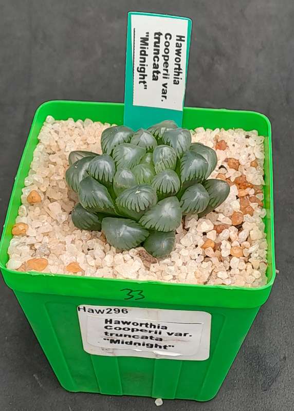 Rare!!!! Haworthia cooperi Var. truncata Cv. midnight-Free Gift with any Order)