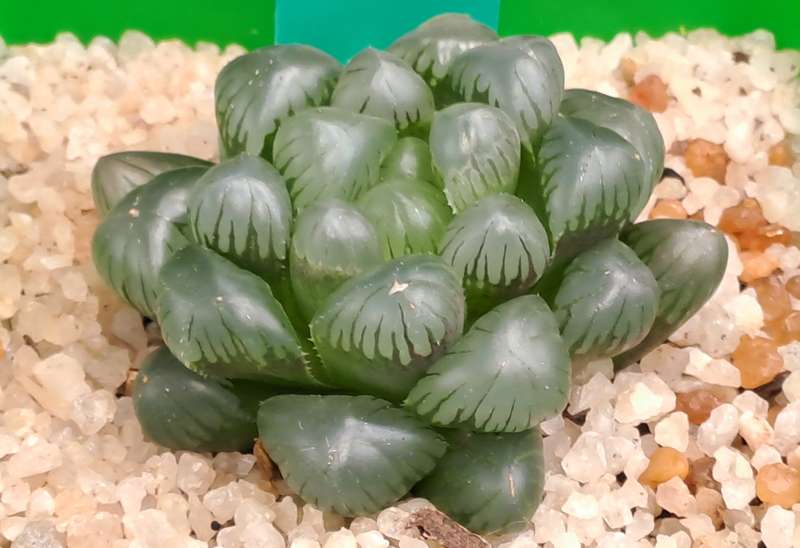 Rare!!!! Haworthia cooperi Var. truncata Cv. midnight-Free Gift with any Order)