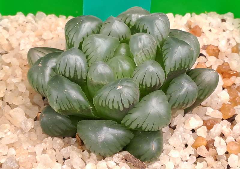 Rare!!!! Haworthia cooperi Var. truncata Cv. midnight-Free Gift with any Order)