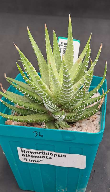 Haworthiopsis attenuata "Lime Zebra Plant "-Free Gift with any Order)