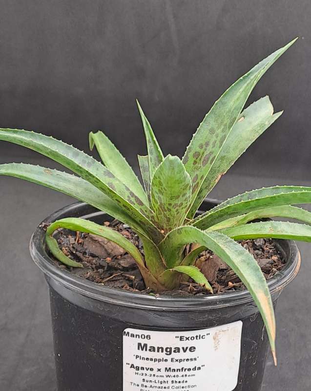 Rare!!!  Mangave Import (Pineapple Express) 12 cm pot - Free Gift with any Order
