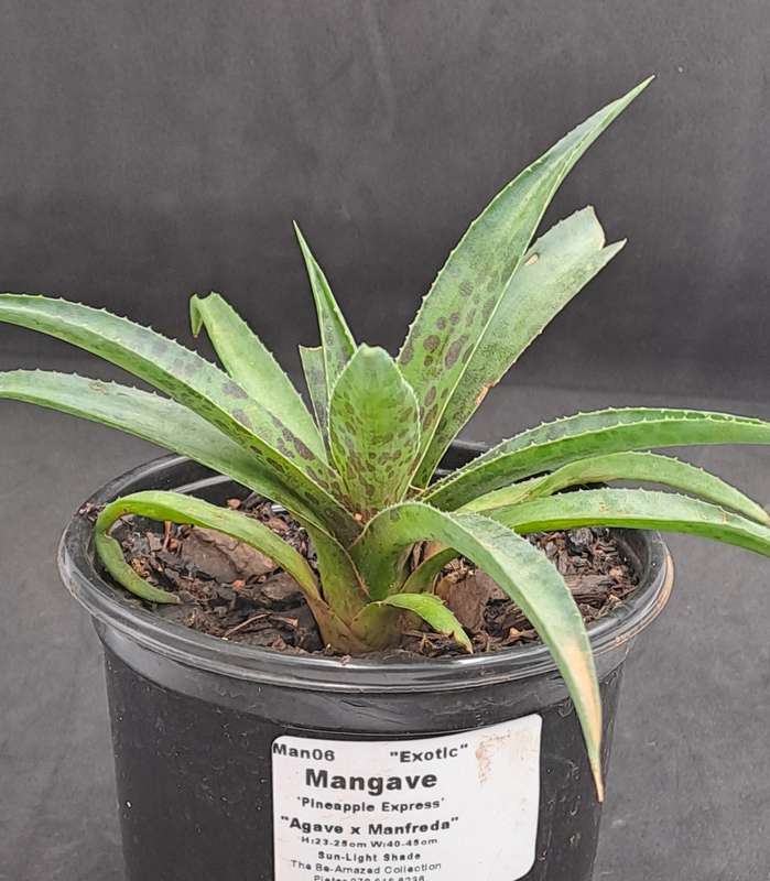 Rare!!!  Mangave Import (Pineapple Express) 12 cm pot - Free Gift with any Order