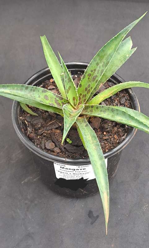 Rare!!!  Mangave Import (Pineapple Express) 12 cm pot - Free Gift with any Order