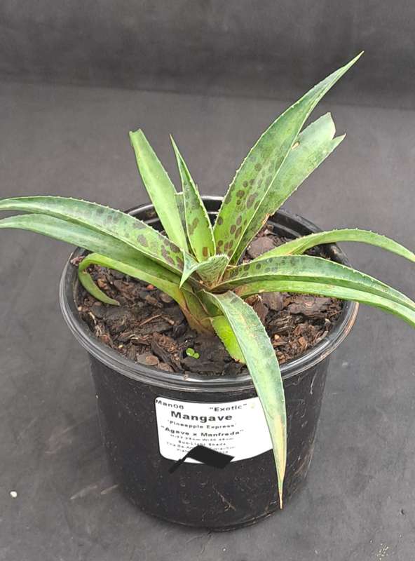 Rare!!!  Mangave Import (Pineapple Express) 12 cm pot - Free Gift with any Order