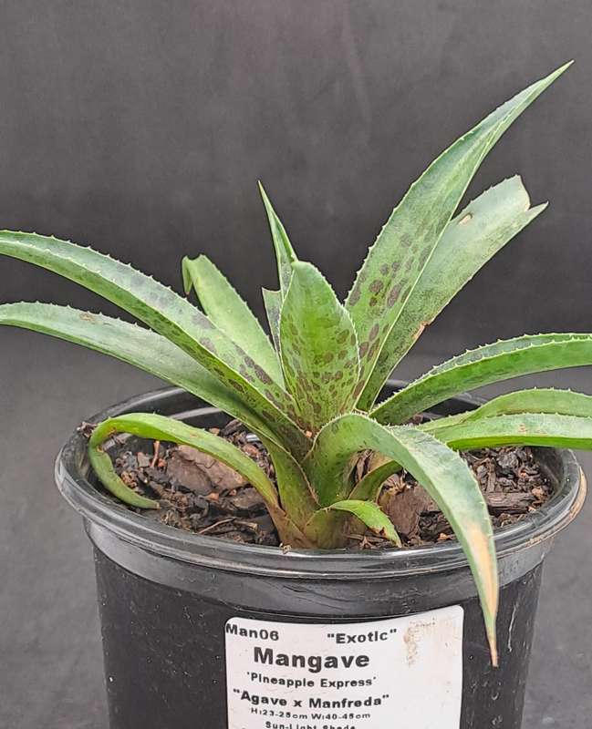 Rare!!!  Mangave Import (Pineapple Express) 12 cm pot - Free Gift with any Order