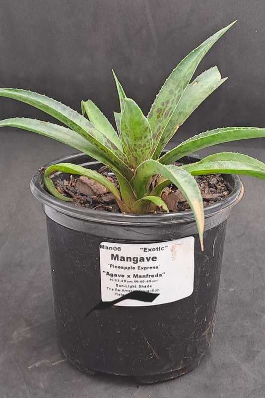 Rare!!!  Mangave Import (Pineapple Express) 12 cm pot - Free Gift with any Order